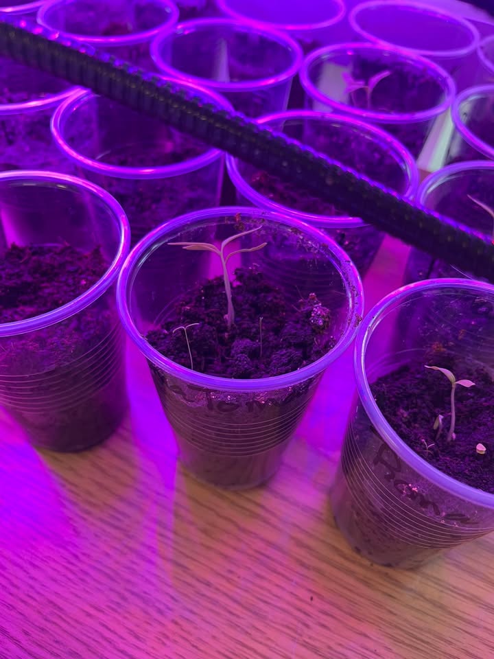 Oskaloosa Public Library