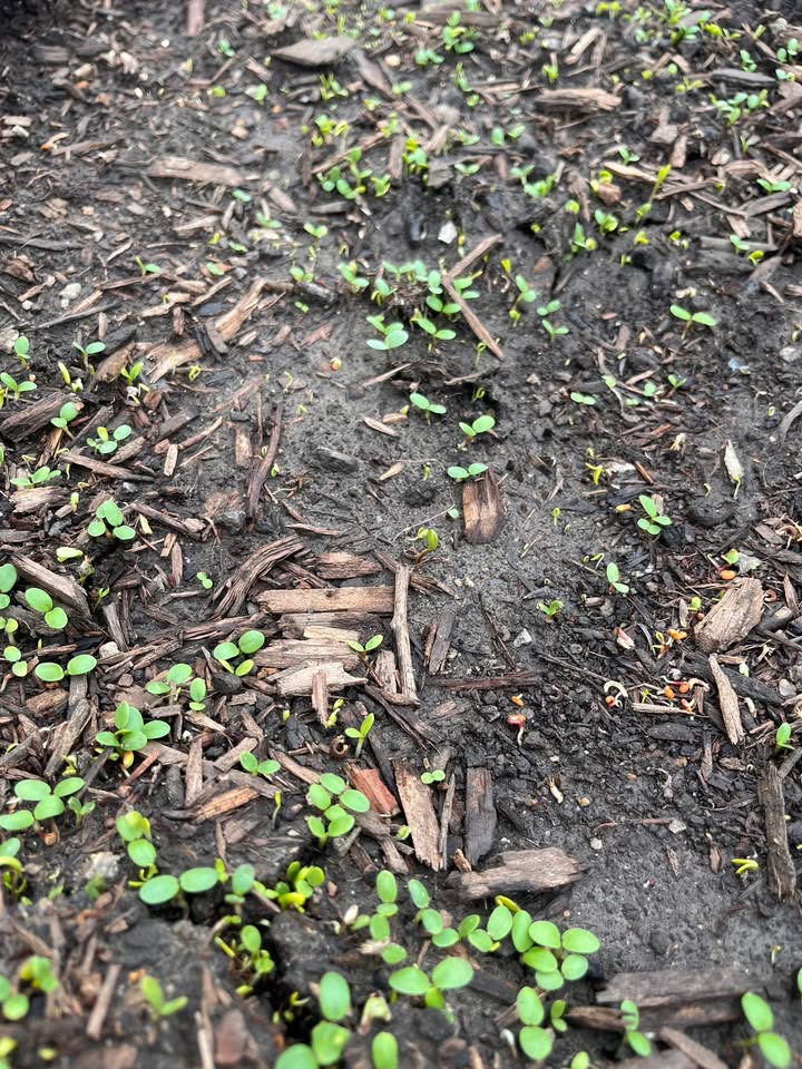 Oskaloosa Public Library